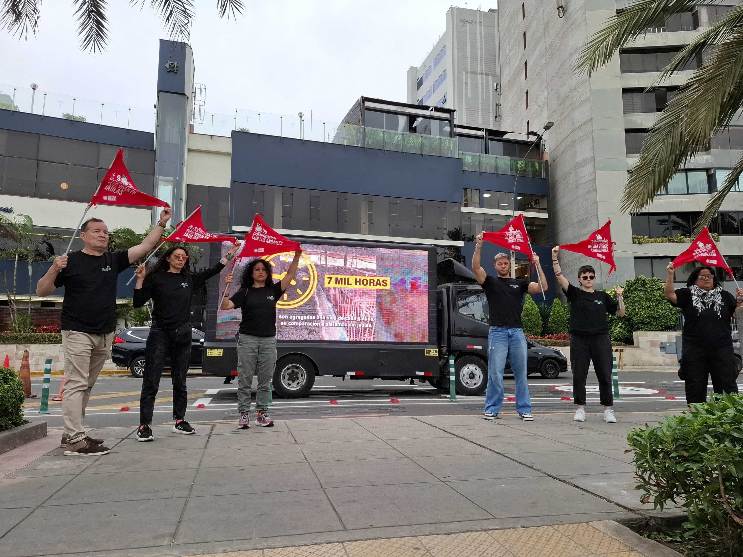 El debate por huevos libres de jaulas se reaviva en Perú en medio de la crisis por gripe aviar
