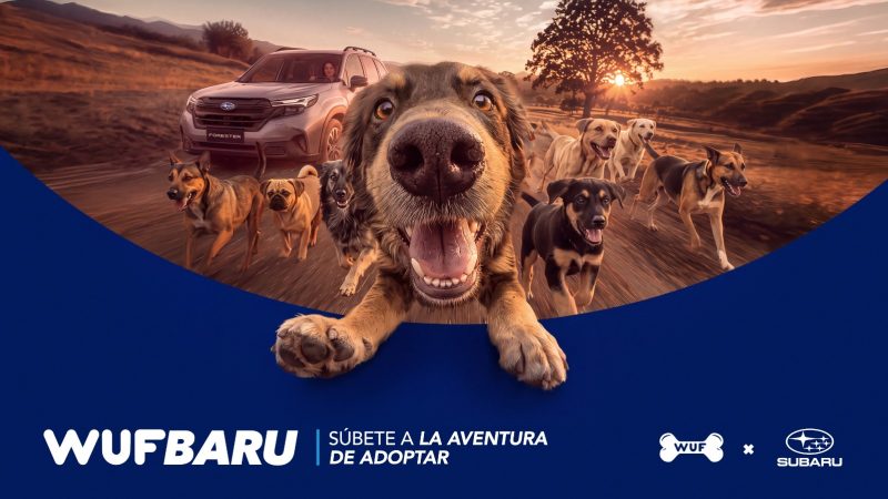 ¿BUSCAS ADOPTAR UN PERRO? “WUFBARU” TE ACERCA AL PRÓXIMO INTEGRANTE DE TU FAMILIA