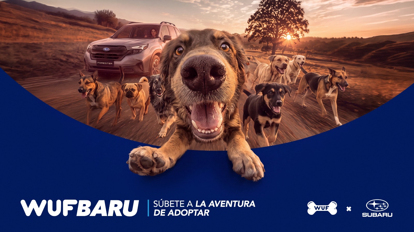 ¿BUSCAS ADOPTAR UN PERRO? “WUFBARU” TE ACERCA AL PRÓXIMO INTEGRANTE DE TU FAMILIA
