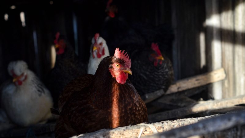 Día mundial del huevo: Perú avanza a un futuro sin jaulas para las gallinas