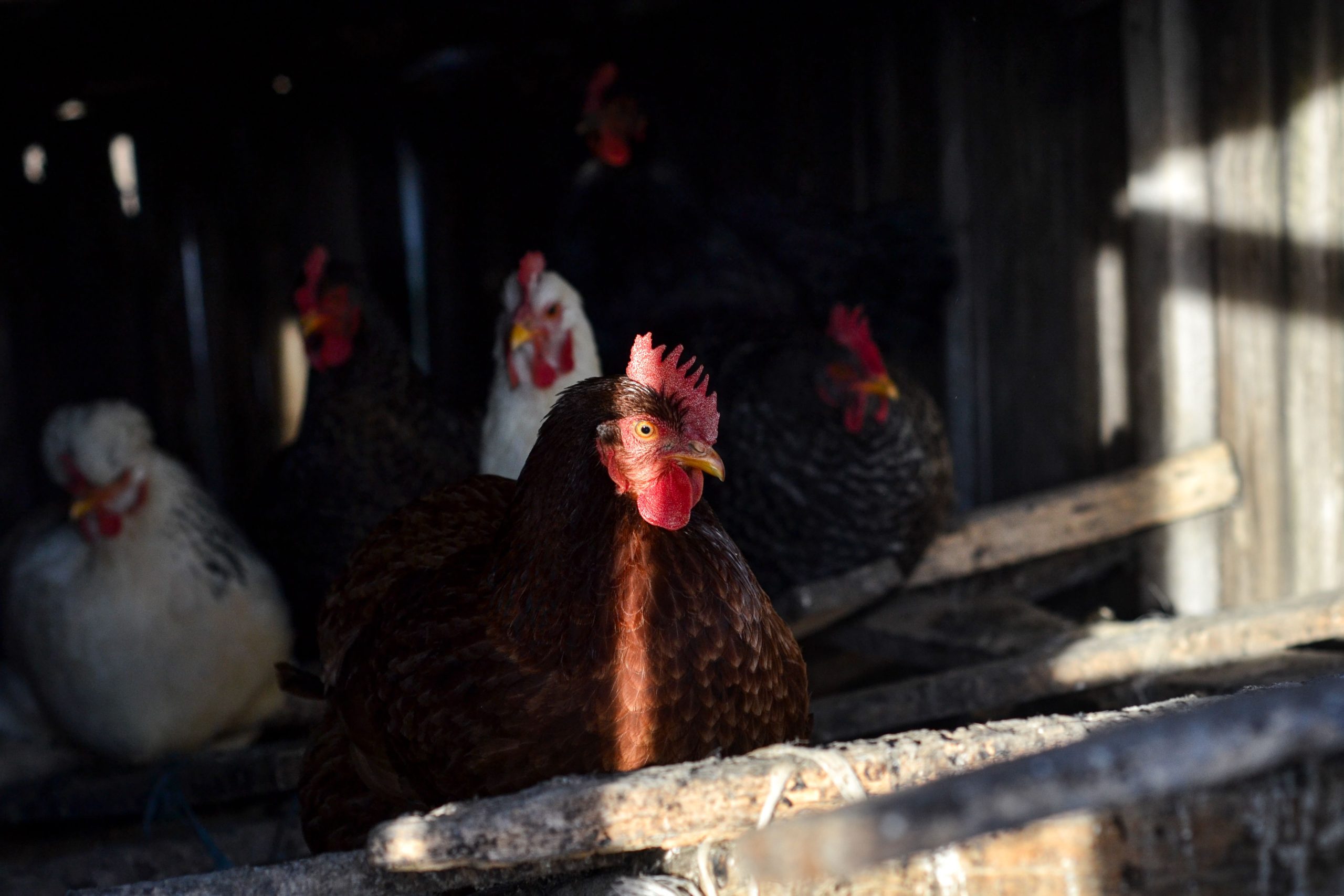Día mundial del huevo: Perú avanza a un futuro sin jaulas para las gallinas